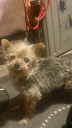 Found/Stray Female Dog last seen On Cottage Ave near senior housing, Manteca, CA 95336