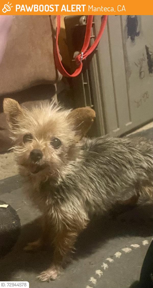 Found/Stray Female Dog last seen On Cottage Ave near senior housing, Manteca, CA 95336