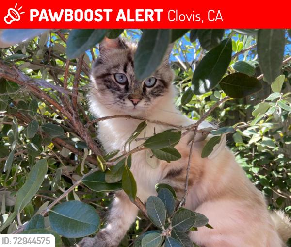 Lost Female Cat last seen Gettysburg/Fowler, Clovis, CA 93611