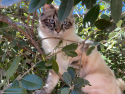 Lost Female Cat last seen Gettysburg/Fowler, Clovis, CA 93611