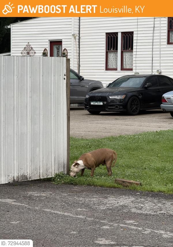 Found/Stray Unknown Dog last seen Greenwood Ave and Daisy Ave, Louisville, KY 40258