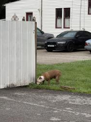 Found/Stray Unknown Dog last seen Greenwood Ave and Daisy Ave, Louisville, KY 40258