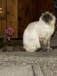 Found/Stray Unknown Cat last seen Across the street from Bay Hill Shopping Plaza, San Bruno, CA 94066