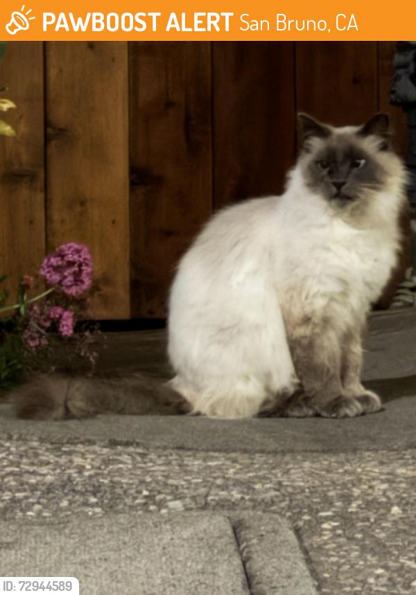 Found/Stray Unknown Cat last seen Across the street from Bay Hill Shopping Plaza, San Bruno, CA 94066