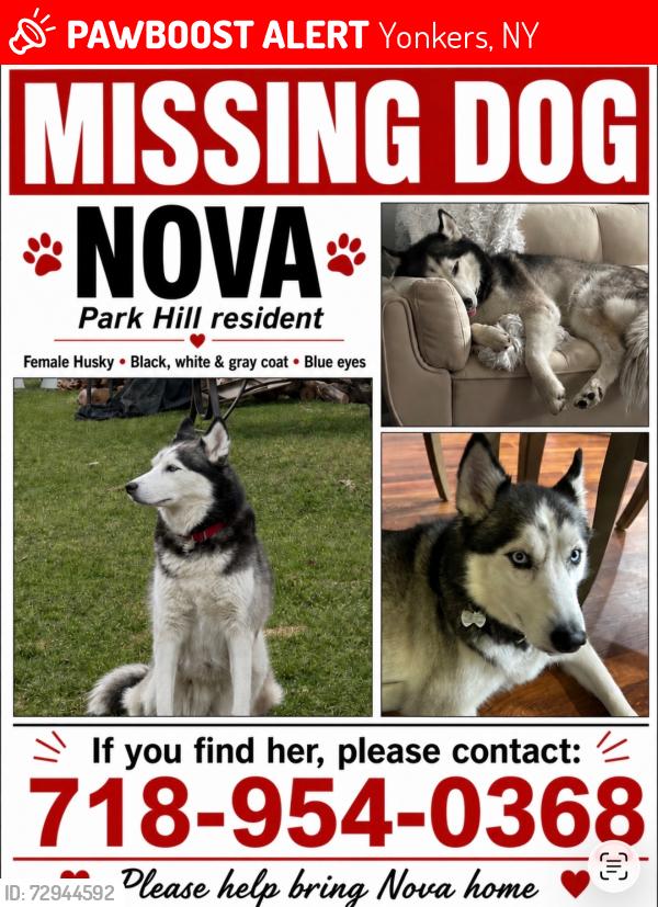 Lost Female Dog last seen spruce street yonkers new york , Yonkers, NY 10705