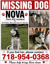 Lost Female Dog last seen spruce street yonkers new york , Yonkers, NY 10705