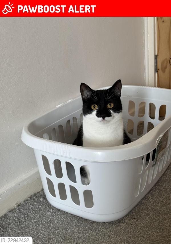 Lost Female Cat last seen Nortons way, Five Oak Green, England TN12