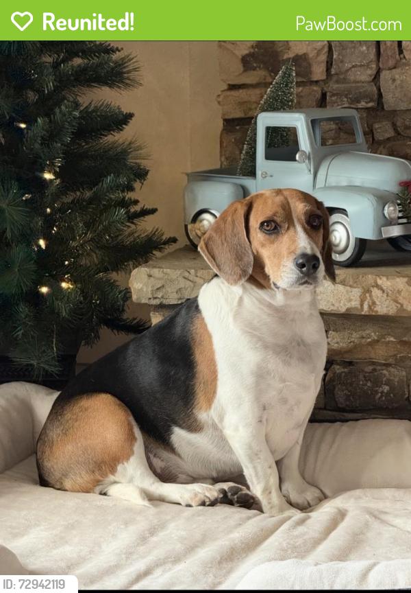 Reunited Male Dog last seen lisa circle gainesville ga 30506, Gainesville, GA 30506