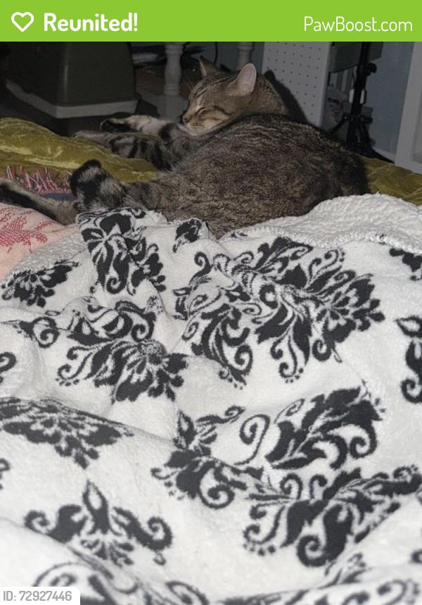 Reunited Male Cat last seen Sooner mall and Willow bend edition, Norman, OK 73072