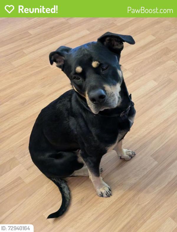 Reunited Female Dog last seen Kingsley Drive, Kingsley, WA 6026