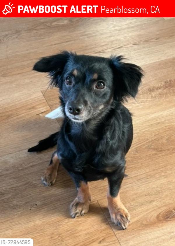Lost Female Dog last seen Longview road , Pearblossom, CA 93553