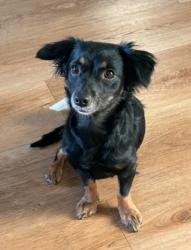 Lost Female Dog last seen Longview road , Pearblossom, CA 93553