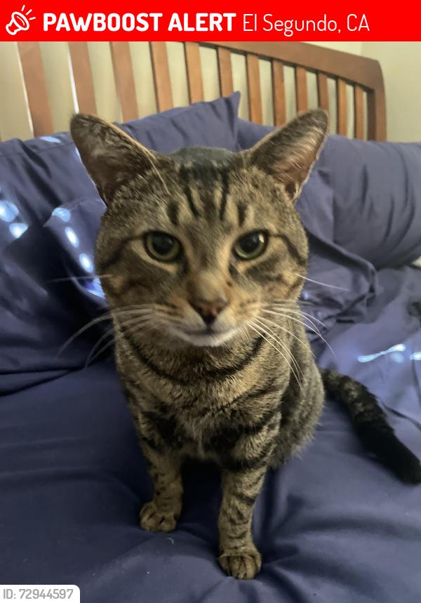 Lost Male Cat last seen E Oak Ave and Penn St, El Segundo, CA 90245