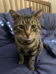 Lost Male Cat last seen E Oak Ave and Penn St, El Segundo, CA 90245