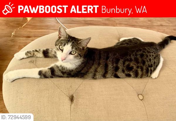 Lost Female Cat last seen Back beacb, Bunbury, WA 6230