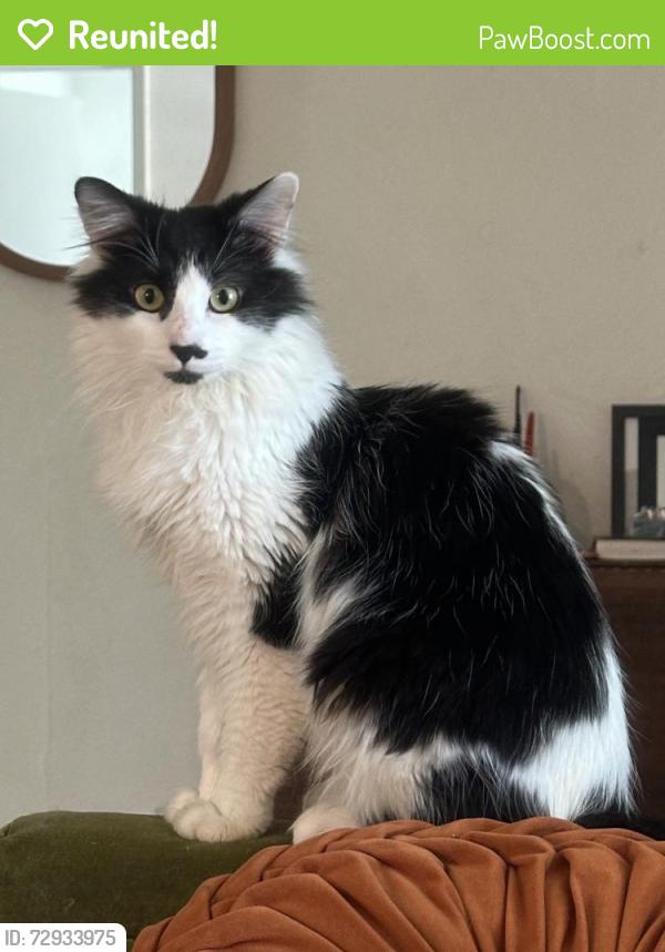 Reunited Male Cat last seen Pinewood and 53rd, West Palm Beach, FL 33407