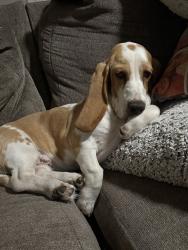 Lost Female Dog last seen Broadway and rural, Tempe, AZ 85282