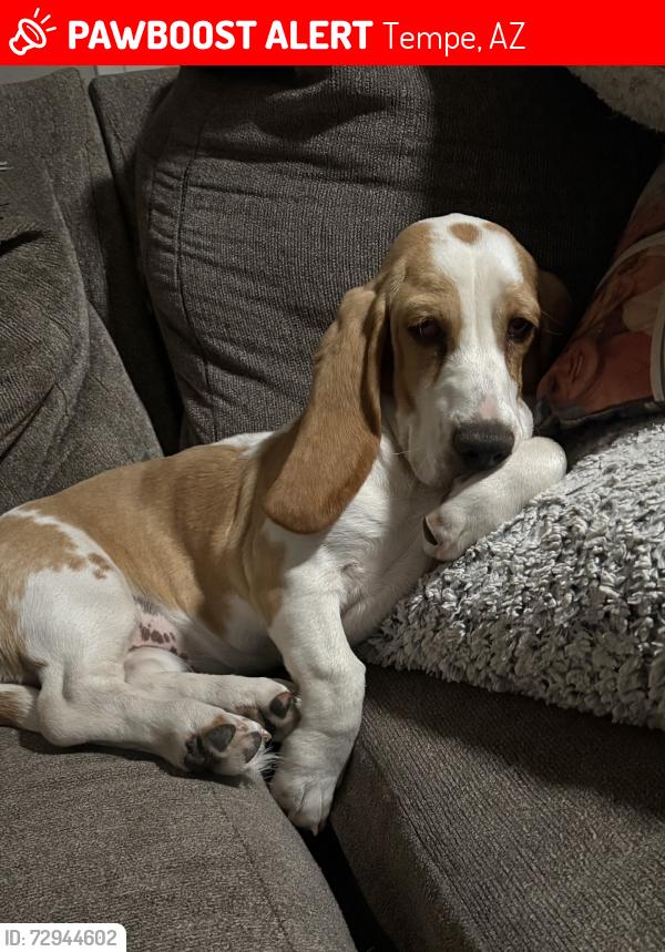 Lost Female Dog last seen Broadway and rural, Tempe, AZ 85282
