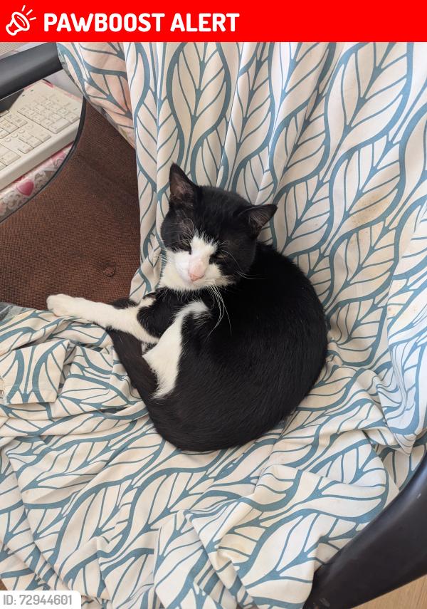 Lost Male Cat last seen Oakington Avenue, Elliott close, Greater London, England HA9 8HX