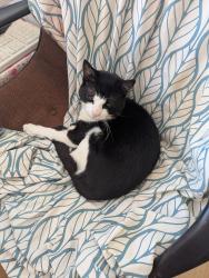 Lost Male Cat last seen Oakington Avenue, Elliott close, Greater London, England HA9 8HX