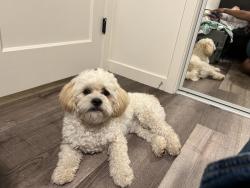 Lost Male Dog last seen West Valley City Elementary School, West Valley City, UT 84128
