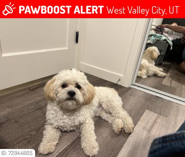 Lost Male Dog last seen West Valley City Elementary School, West Valley City, UT 84128