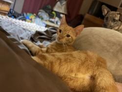 Lost Unknown Cat last seen Pike and 41st street , North Little Rock, AR 72118