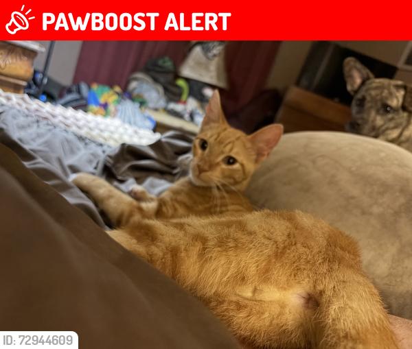 Lost Unknown Cat last seen Pike and 41st street , North Little Rock, AR 72118