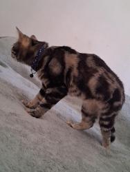 Reunited Female Cat last seen Ann, Tropical and rainbow , Las Vegas, NV 89130
