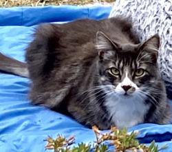 Reunited Male Cat last seen Solano @ Georgia, Vallejo, CA 94590