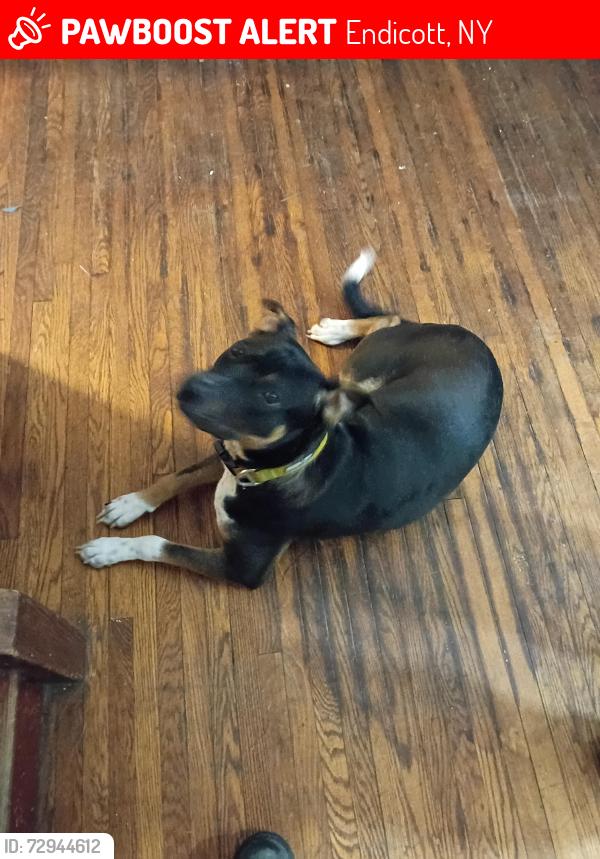 Lost Male Dog last seen Near 1/2 Watson blvd Endicott NY , Endicott, NY 13760
