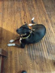 Lost Male Dog last seen Near 1/2 Watson blvd Endicott NY , Endicott, NY 13760