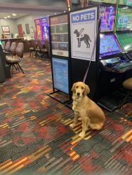 Lost Female Dog last seen Tim Holt Drive in Harrah Ok, , Harrah, OK 73045