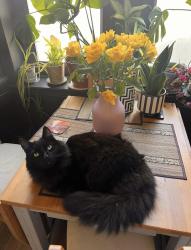 Reunited Male Cat last seen Crosshill, Glasgow City, Scotland G42 8UA