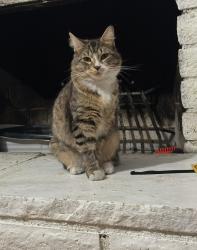 Reunited Female Cat last seen Nellis/Sahara, Las Vegas, NV 89104
