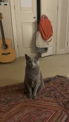 Lost Male Cat last seen Woodside Tennis Club, Greater London, England SW19 4RG