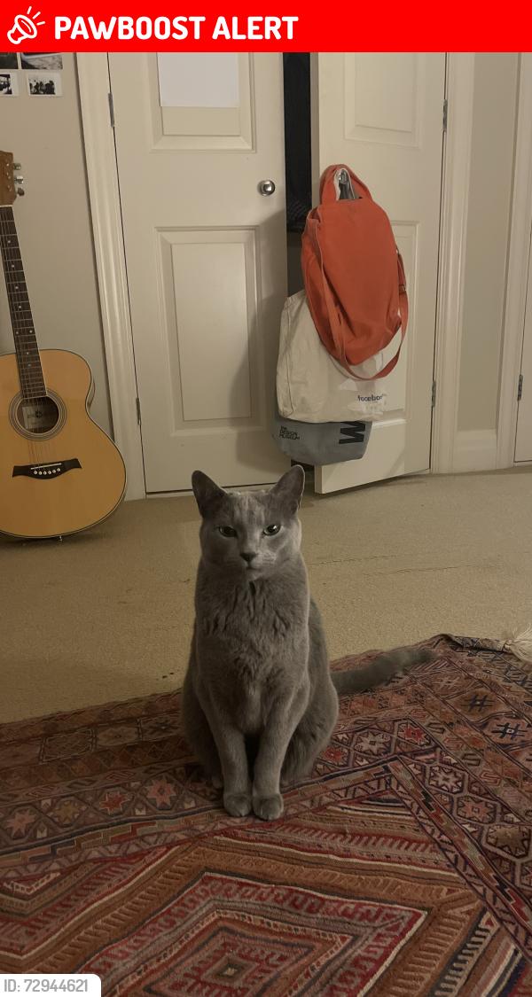 Lost Male Cat last seen Woodside Tennis Club, Greater London, England SW19 4RG