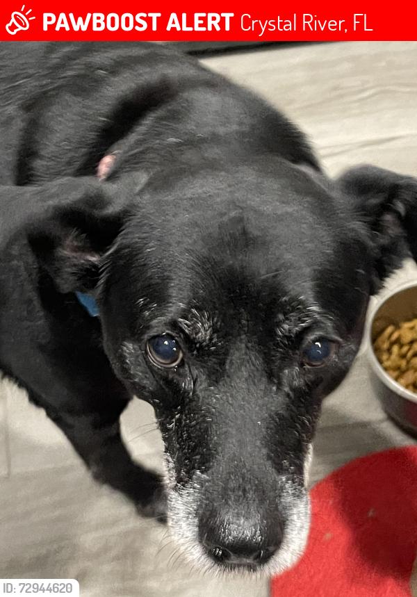Lost Female Dog last seen Eagle pt, Crystal River, FL 34428