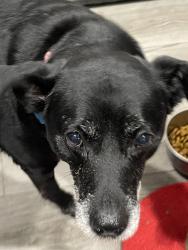 Lost Female Dog last seen Eagle pt, Crystal River, FL 34428