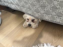 Reunited Male Dog last seen Near W CAMELBACK RD LOT 061, Phoenix, AZ 85031