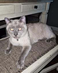 Lost Male Cat last seen Prospect Elementary , Cleveland, TN 37312