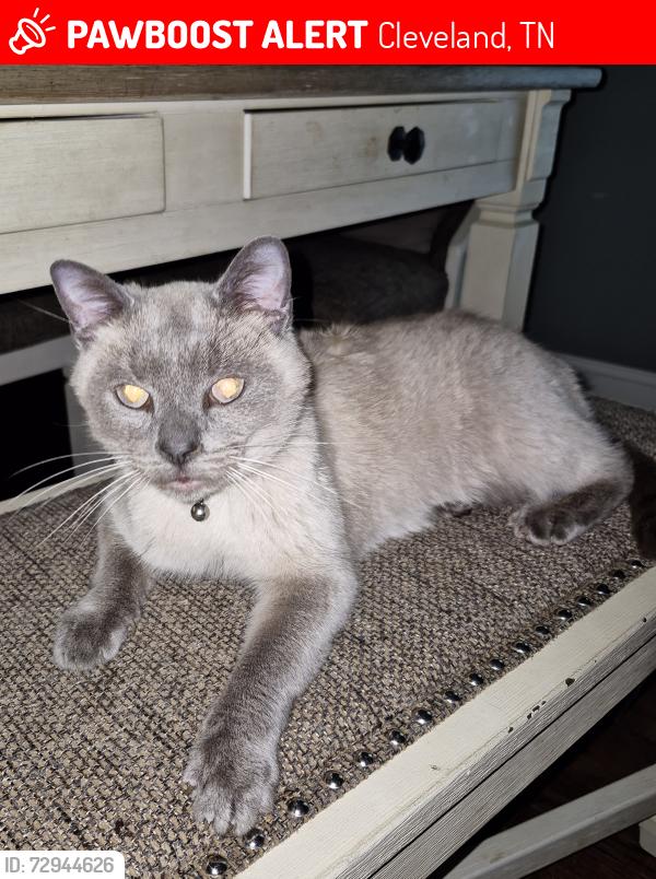 Lost Male Cat last seen Prospect Elementary , Cleveland, TN 37312
