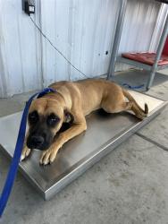 Shelter Stray Female Dog last seen Near BLOCK HOLLY AVE, BAKERSFIELD CA 93307, Bakersfield, CA 93308