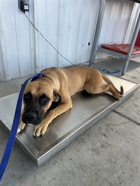 Shelter Stray Female Dog last seen Near BLOCK HOLLY AVE, BAKERSFIELD CA 93307, Bakersfield, CA 93308