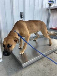 Shelter Stray Male Dog last seen Near BLOCK HOLLY AVE, BAKERSFIELD CA 93307, Bakersfield, CA 93308