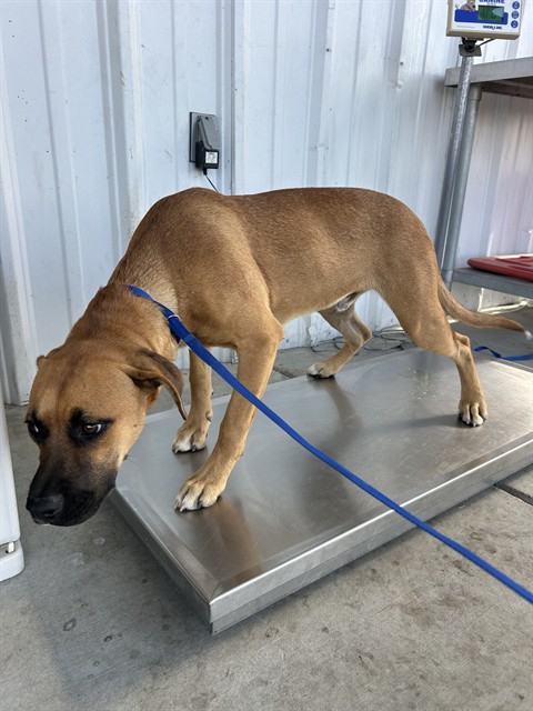 Shelter Stray Male Dog last seen Near BLOCK HOLLY AVE, BAKERSFIELD CA 93307, Bakersfield, CA 93308