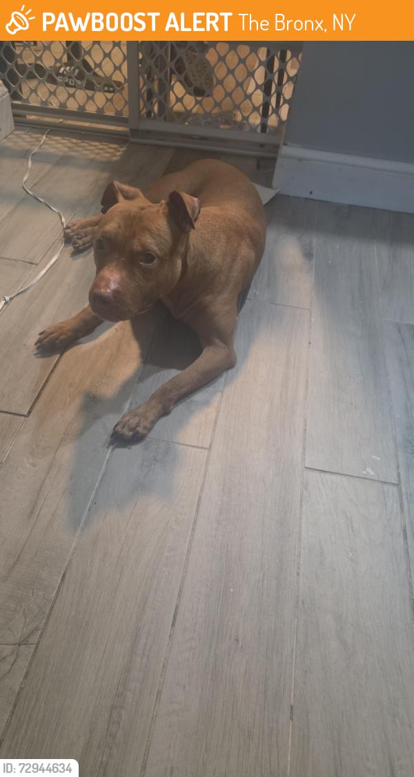 Surrendered Female Dog last seen Food drive center, The Bronx, NY 10474