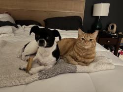 Lost Male Cat last seen Carter Lane & Mt. Scott Blvd in Lincoln Heights, Portland, OR 97086