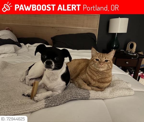 Lost Male Cat last seen Carter Lane & Mt. Scott Blvd in Lincoln Heights, Portland, OR 97086
