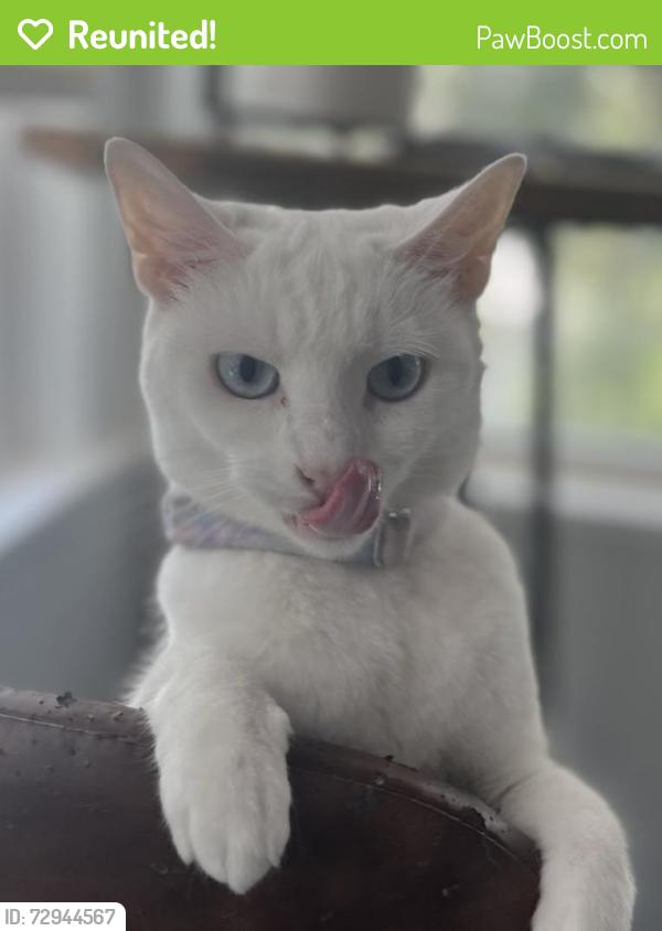 Reunited Female Cat last seen Sanchez Ave and N Ponce de Leon, St. Augustine, FL 32084